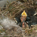 Vogelnest