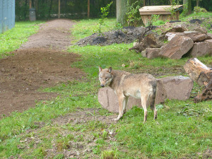 © Tierpark Sababurg Wolf im neuen Gehege