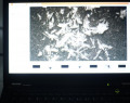 Mint-2025-04295