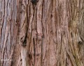 DSCF3019Lklein