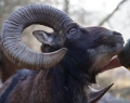 Tierpark Sababurg (19)