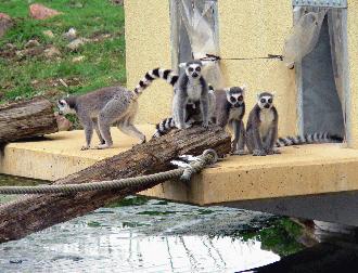 Tierpark Sababurg: Kattas nehmen AffenKletterWelt in Besitz