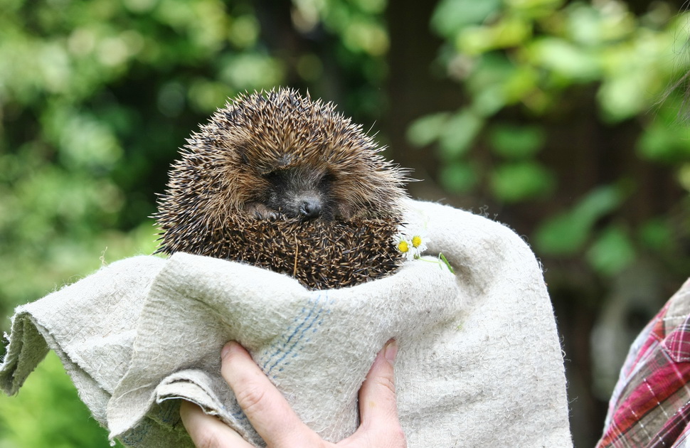 Fotoshooting mit Igel