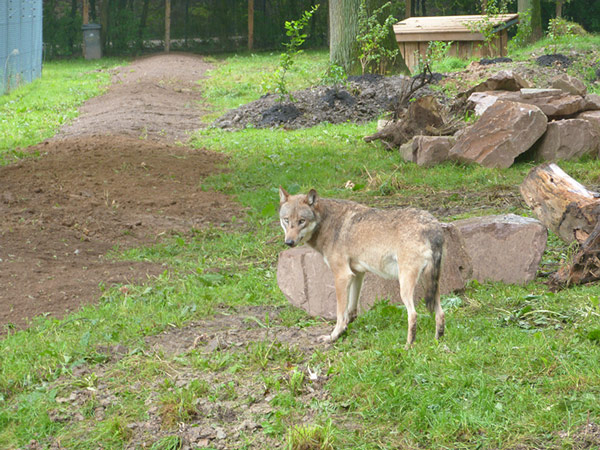 Wölfe erobern Erlebniswelt im Tierpark Sababurg