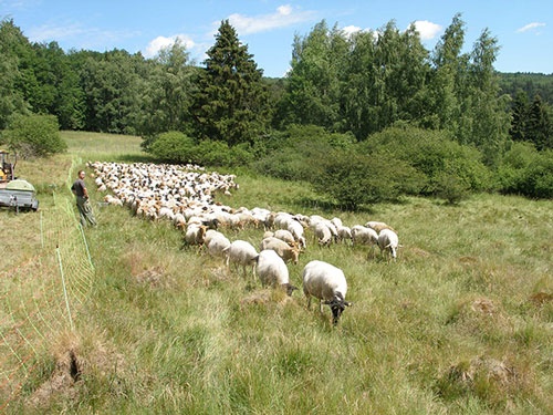 Besuch bei den Schaflämmern und Wasserbüffeln von Gut Giesenhagen