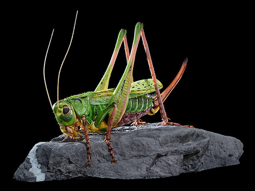 Neue Sonderausstellung im Kasseler Naturkundemuseum zeigt Insekten-Großmodelle