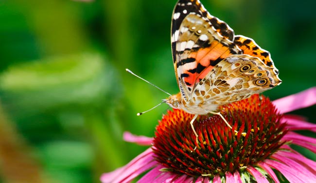 „Schmetterlinge im Sturzflug“ – und was man dagegen tun kann