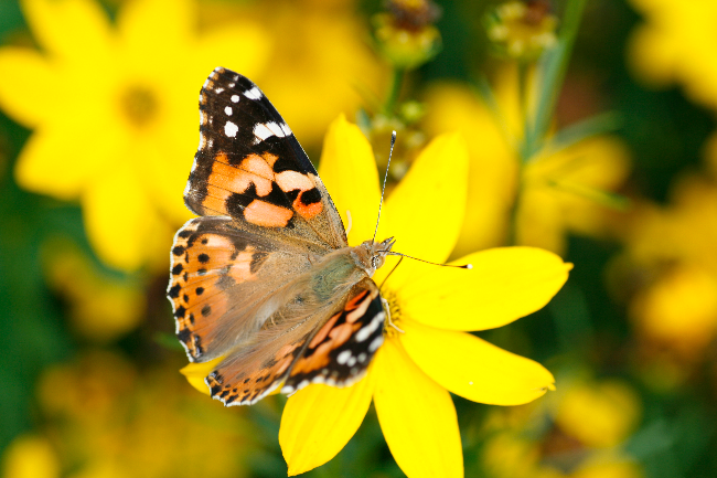 NABU Hessen ruft zu Schmetterlingsmeldungen auf