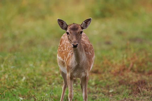 Bambi kann sich nicht sicher sein, dass seine Mutter den Herbst noch überlebt