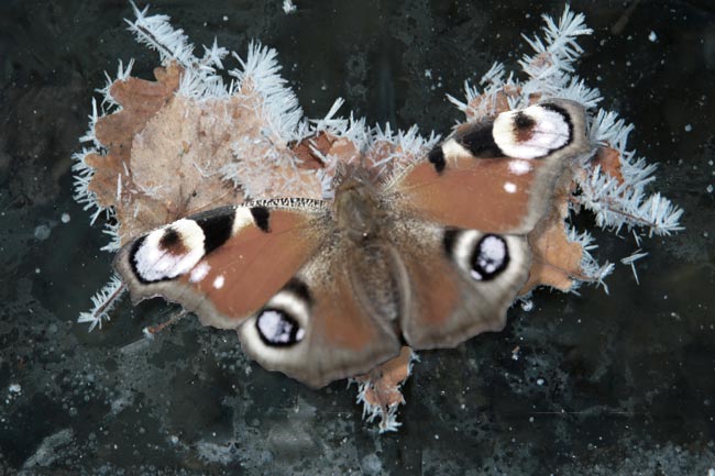 Schmetterlingen im Winter helfen
