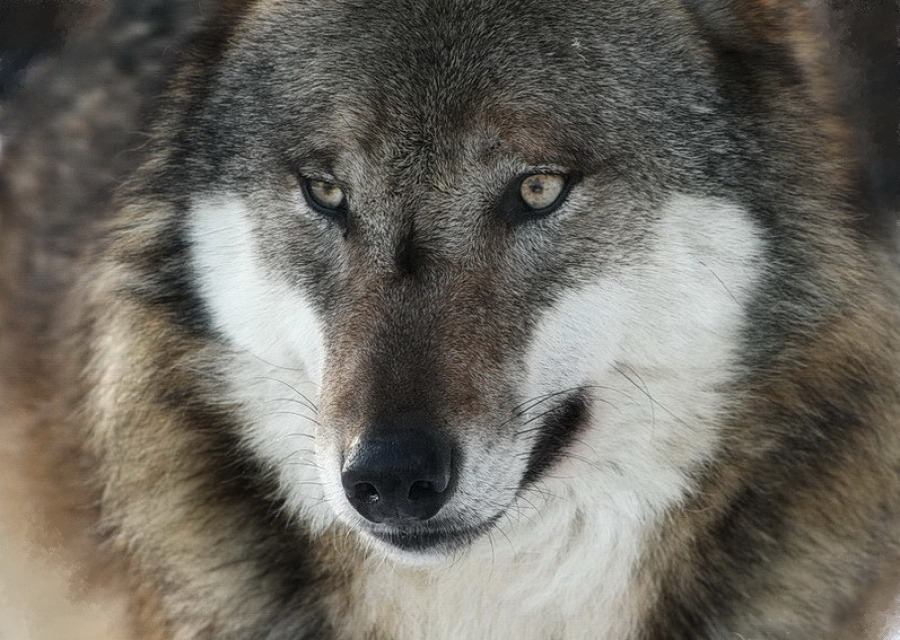 NABU, WWF und IFAW fordern in Niedersachsen: Herdenschutz statt Wolfsabschuss