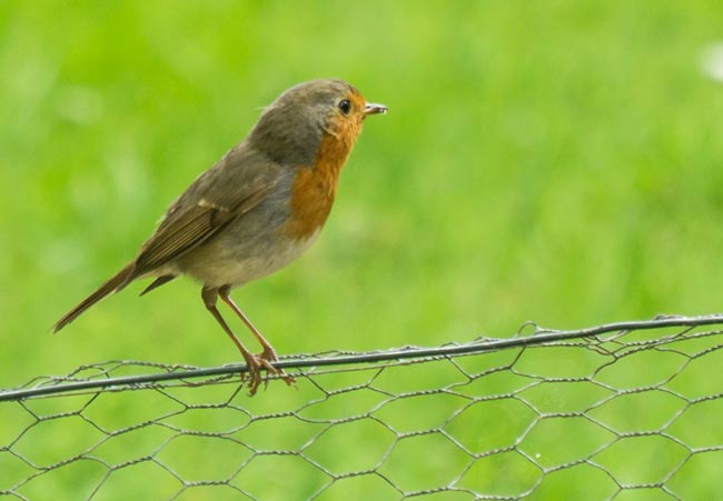 NABU Hessen: Bitte anflattern zur Vogelzählung