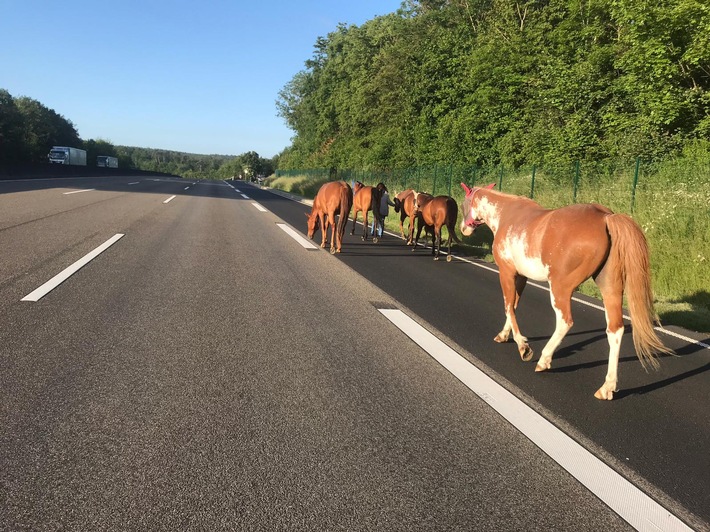 POL-KS: Ausgebüxte Pferde auf der Autobahn unterwegs: Vierbeiner von couragierter Frau „abgeführt