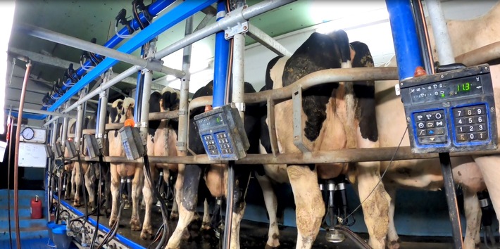 Aufgedeckt: Milchkühe getreten und geprügelt für Deutschlands größte Molkerei DMK