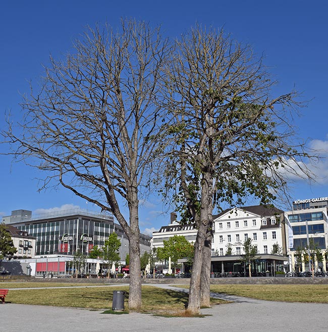 Absterbende Baumhaseln auf dem Absterben werden gefällt und durch Schnurbäume ersetzt