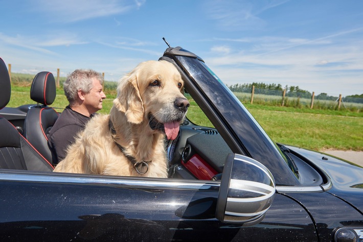 Hund im Auto: Unbedingt den Vierbeiner sichern
