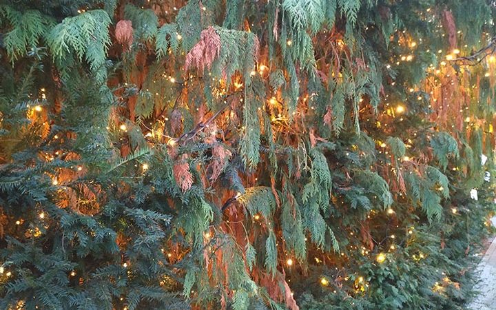Adventsaktion im Wesertor: Der Weihnachtsbaum wird geschmückt