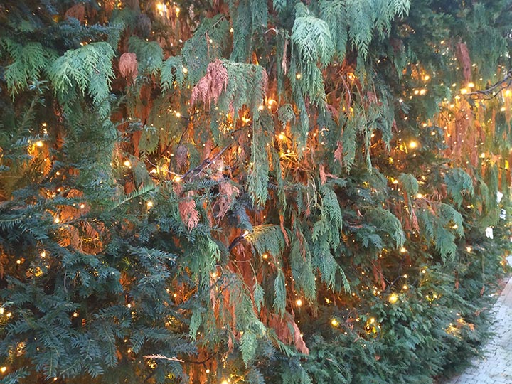 Adventsaktion im Wesertor: Der Weihnachtsbaum wird geschmückt