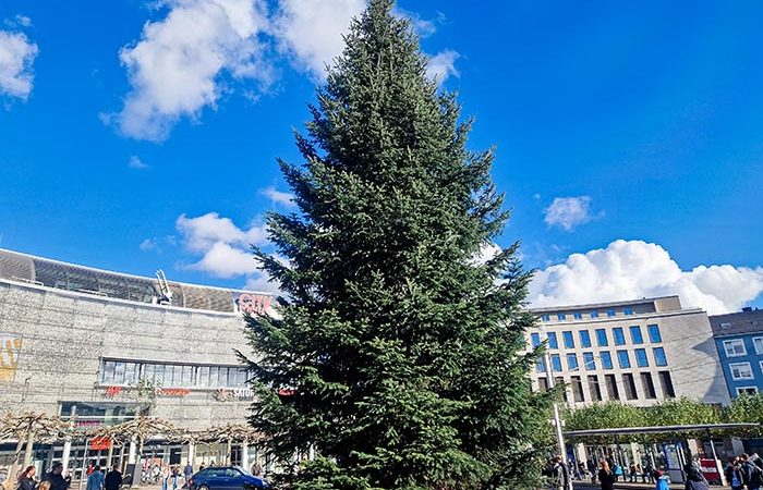 Nordmanntanne aus Niederzwehren schmückt den Kasseler Märchenweihnachtsmarkt