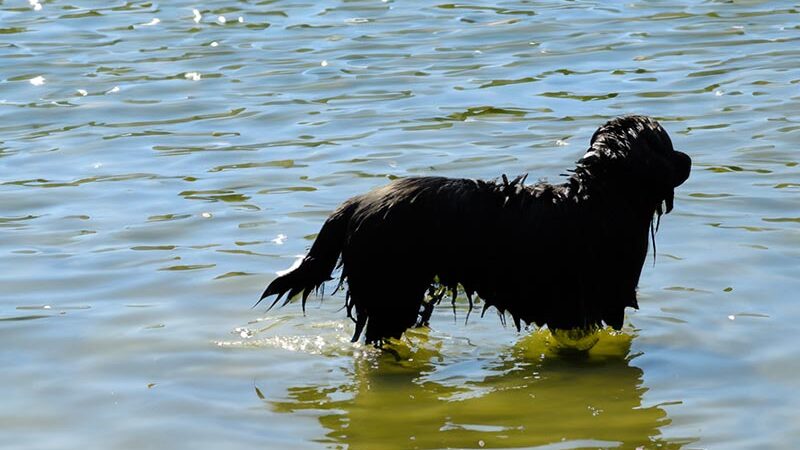 Vierbeiner erlaubt: die schönsten Badeseen für Hunde in Hessen