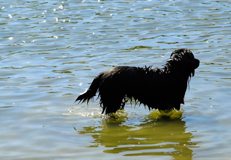 Vierbeiner erlaubt: die schönsten Badeseen für Hunde in Hessen