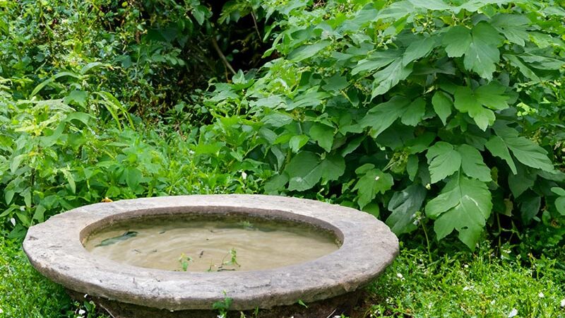 Wasser im Garten hilft Tieren bei Hitze und Trockenheit 