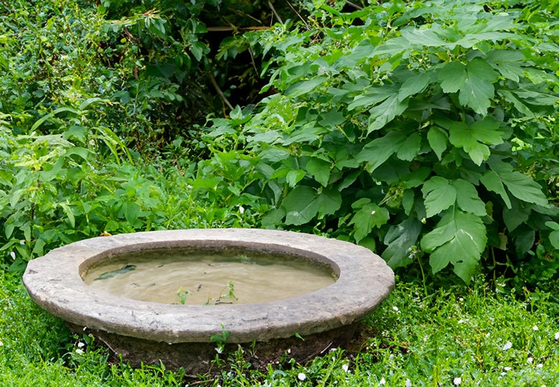 Wasser im Garten hilft Tieren bei Hitze und Trockenheit 