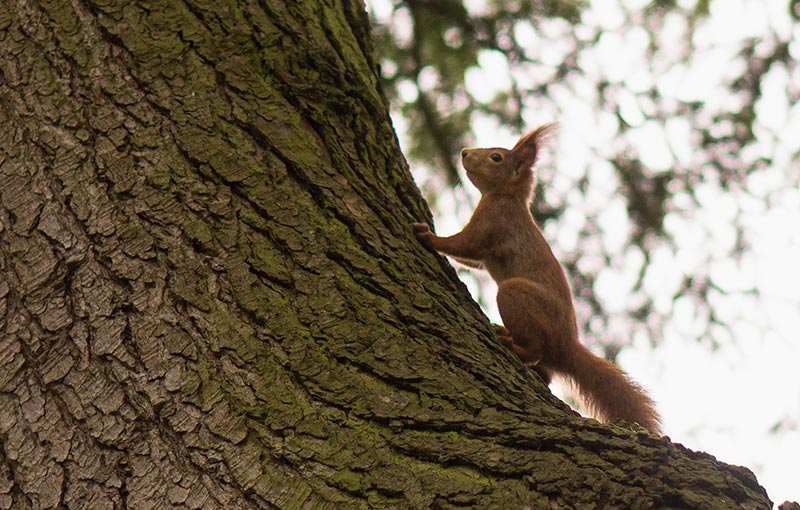 Liebelei im Wald: Jetzt sind Eichhörnchen auf Partnersuche