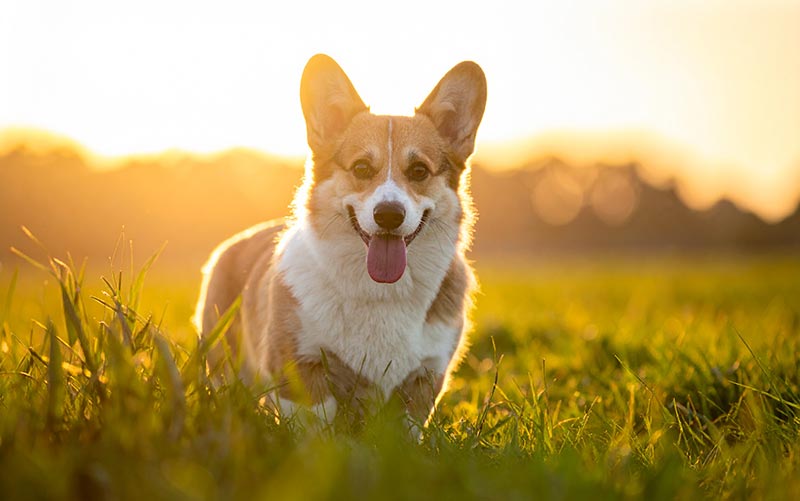Worauf sollten Sie beim Vergleich von Hundeversicherungen achten?